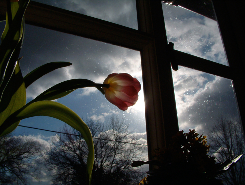 tulipheavyweather